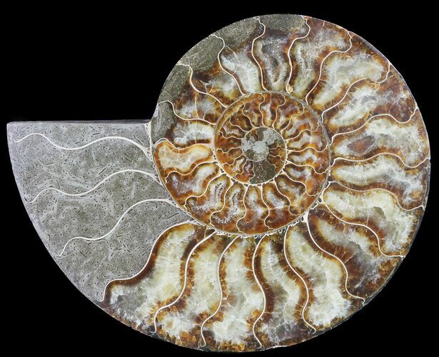 Cut Ammonite Fossil (Half) - Agatized #60292